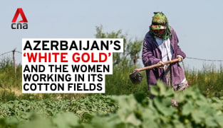 The women who pick cotton, Azerbaijan's 'white gold' | Video